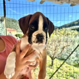 Paco dell’evertea 
Lui è Paco, maschio fulvo.
É vivace e curioso, gli piacciono molto le coccole e giocare all’aria aperta.
Sarà disponibile a novembre con il secondo ciclo di vaccinazioni, microchip e pedigree.
